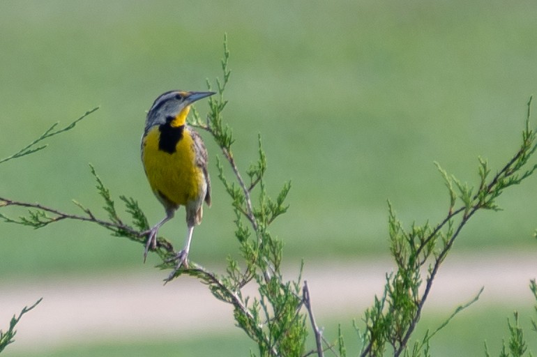 Eastern Meadowlark - ML108994091