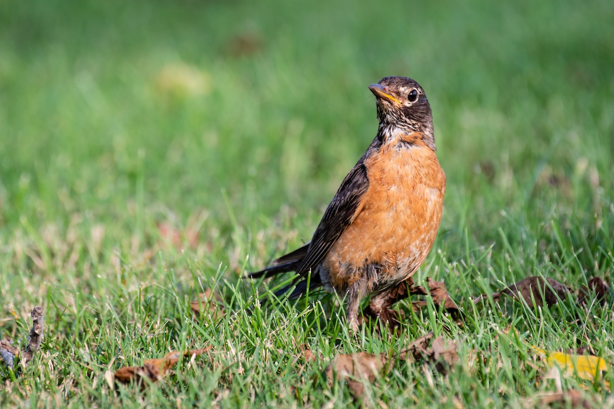 American Robin - ML108994101