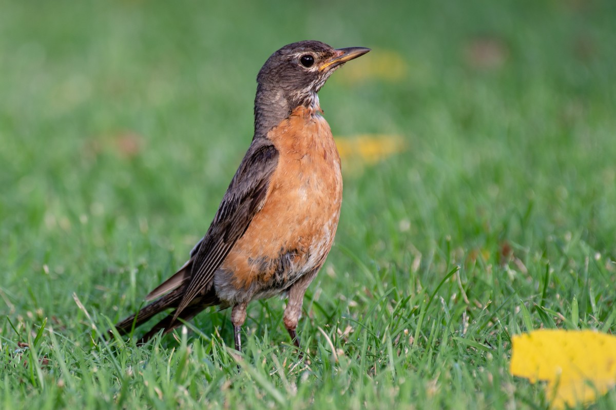 American Robin - ML108994111