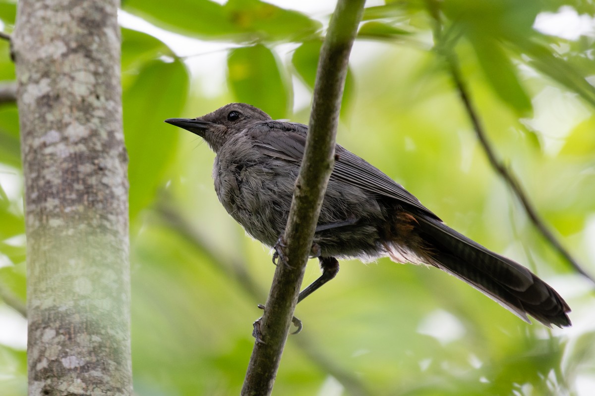 Gray Catbird - ML108994241