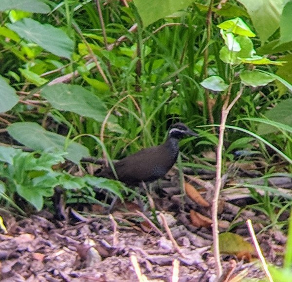 Barred Rail - ML108994301