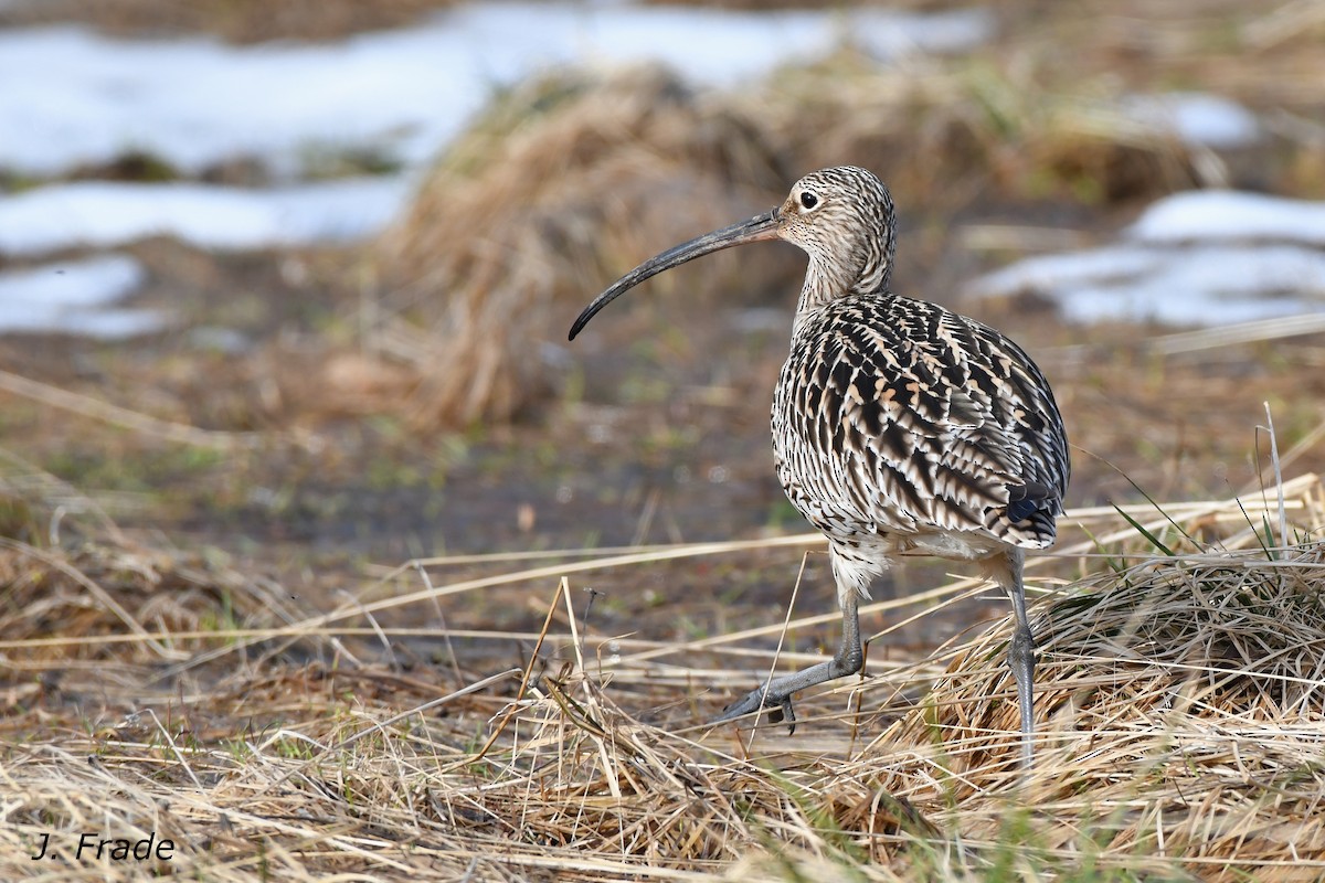 Eurasian Curlew - José Frade