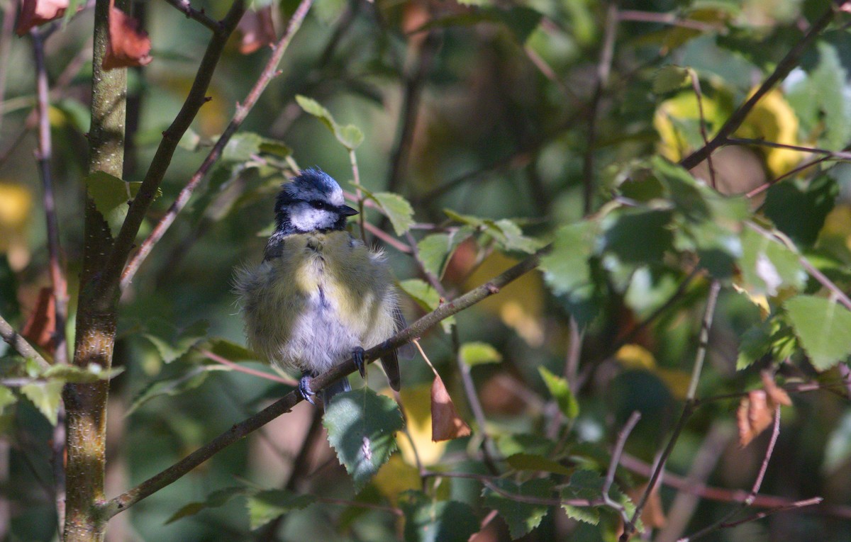 Mésange bleue - ML108995961