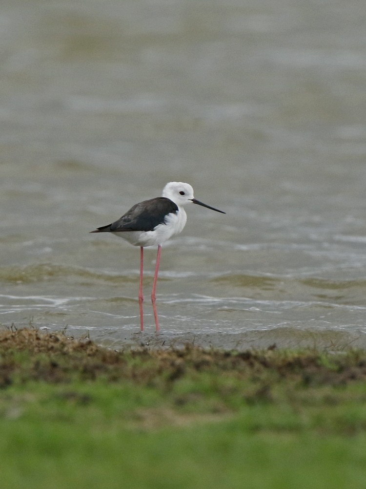 Black-winged Stilt - Subhadra Devi