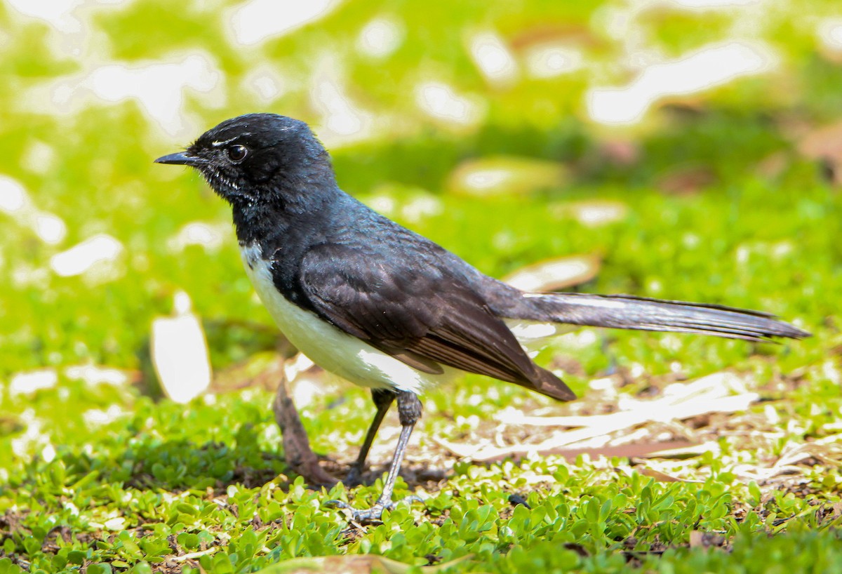 Willie-wagtail - ML108997161