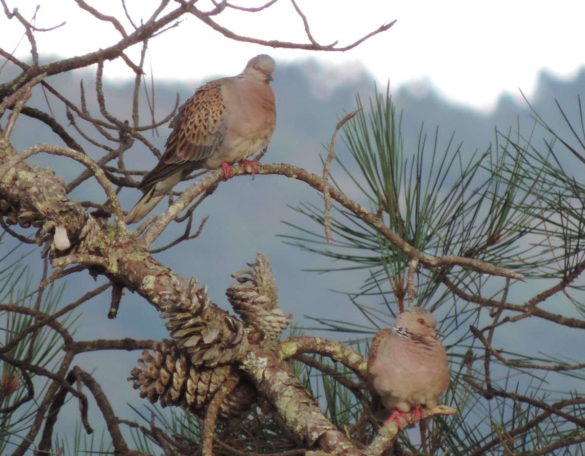 European Turtle-Dove - ML108997531