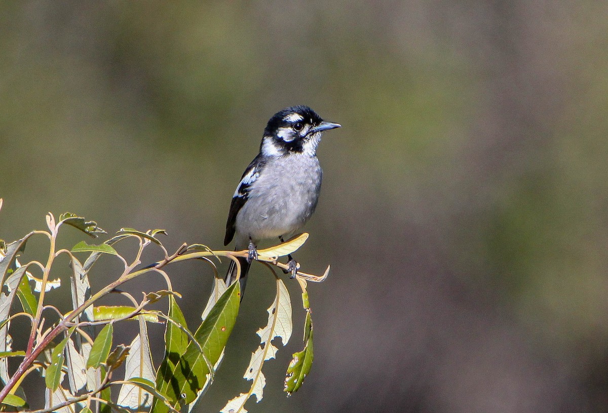 White-eared Monarch - ML108998081