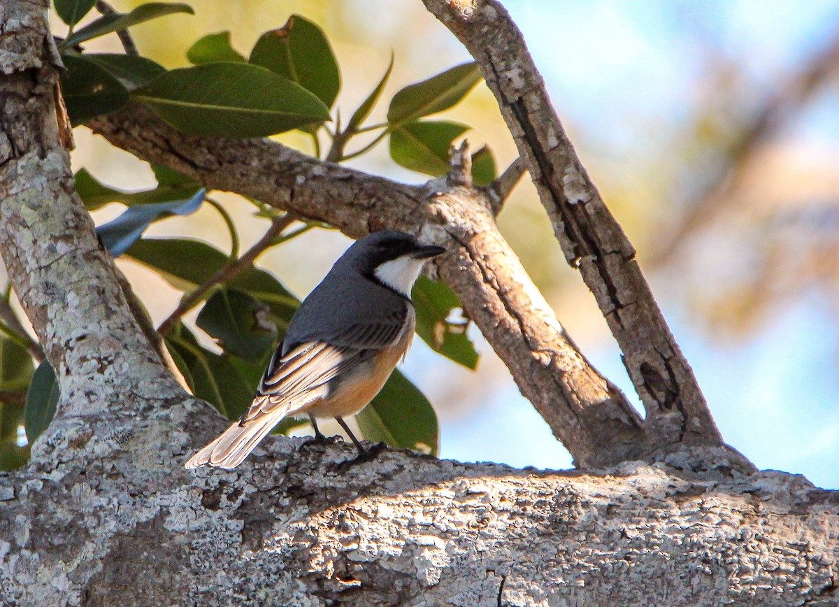 Rufous Whistler - ML108998231