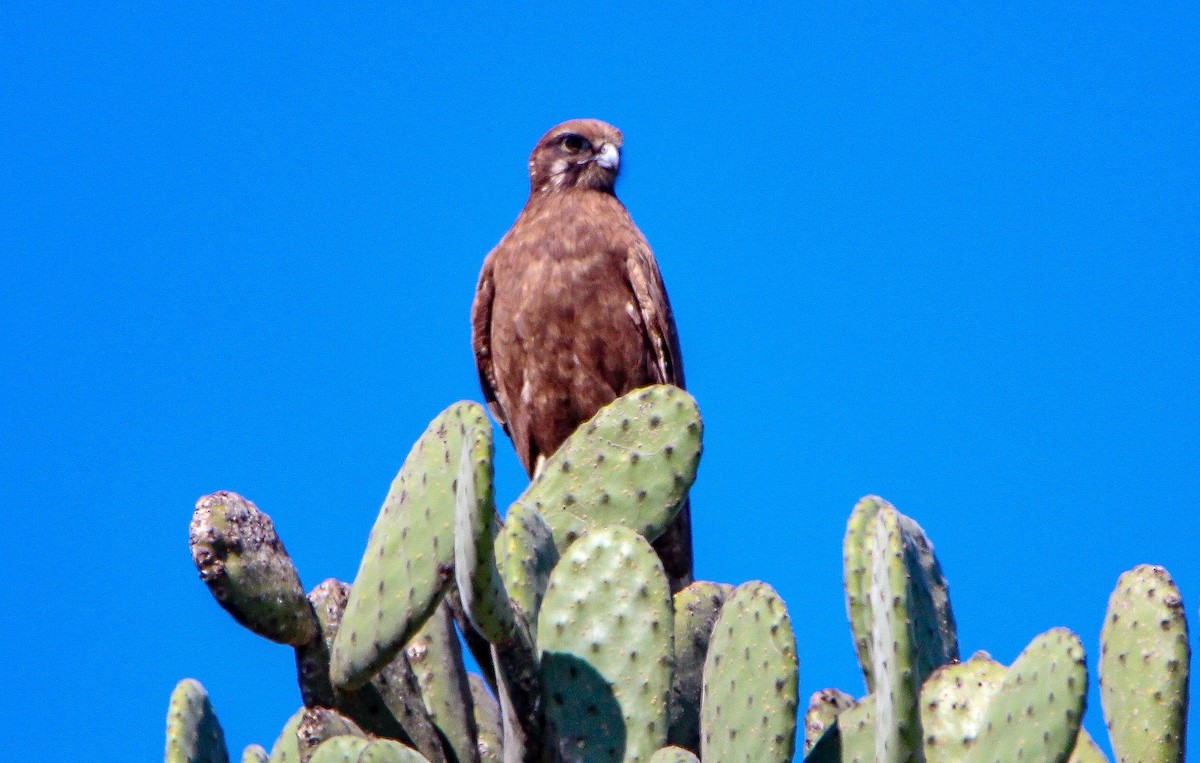 Brown Falcon - ML108998281