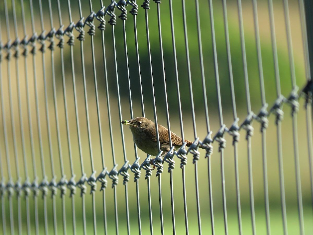 Northern House Wren - ML109004191