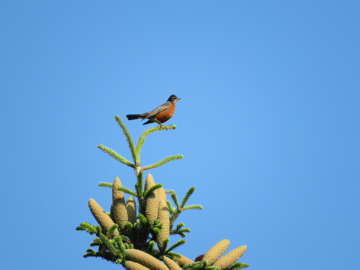 American Robin - ML109004211