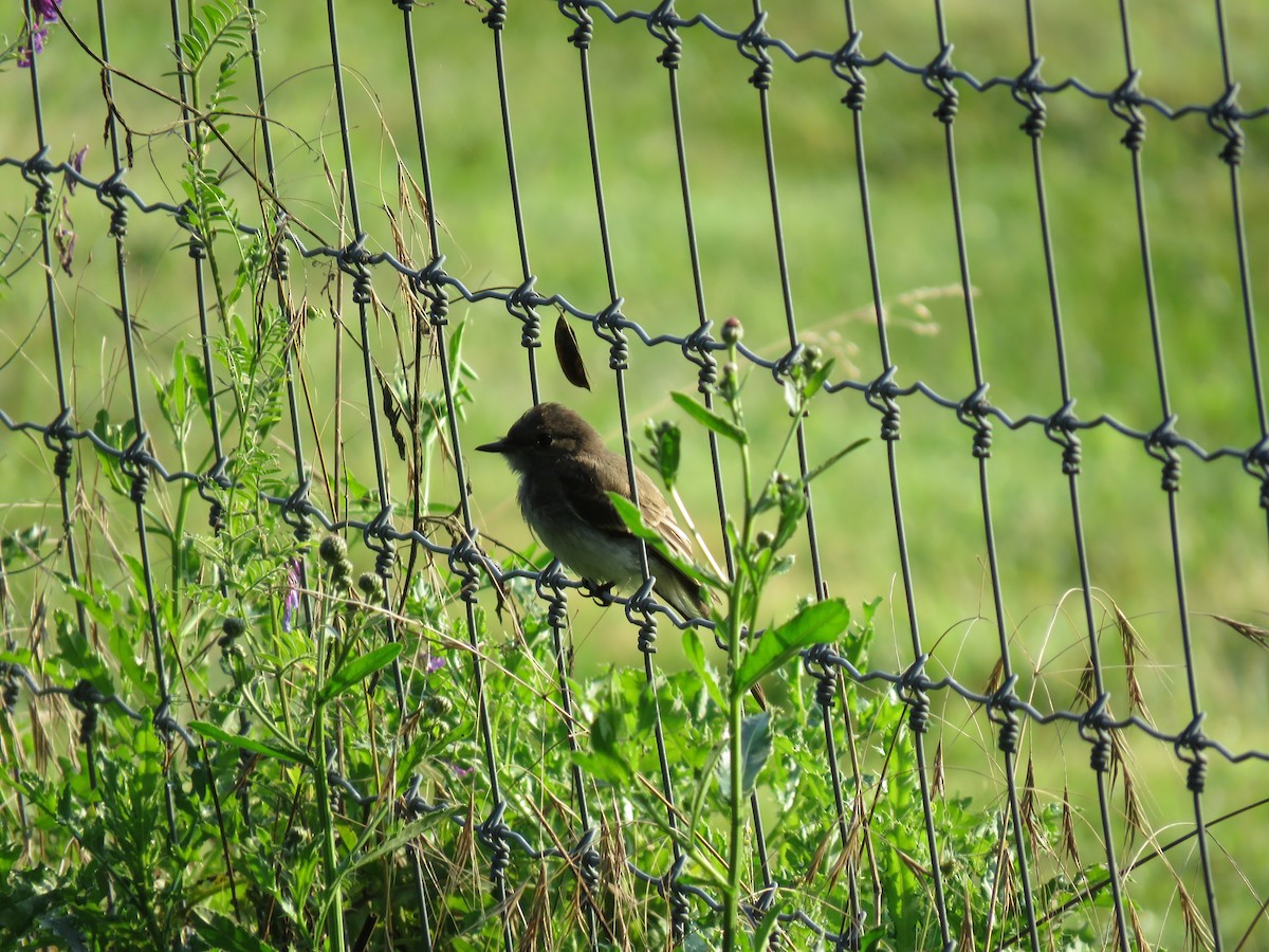 Eastern Phoebe - ML109004251