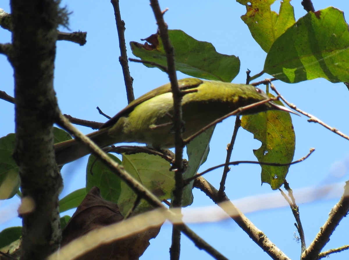 Olive Sunbird - ML109005071