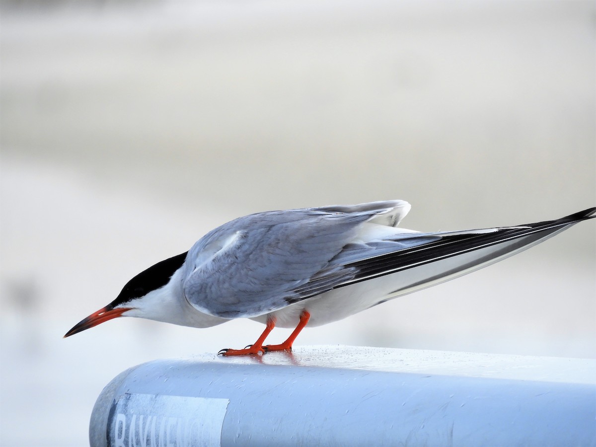 Forster's Tern - ML109005161