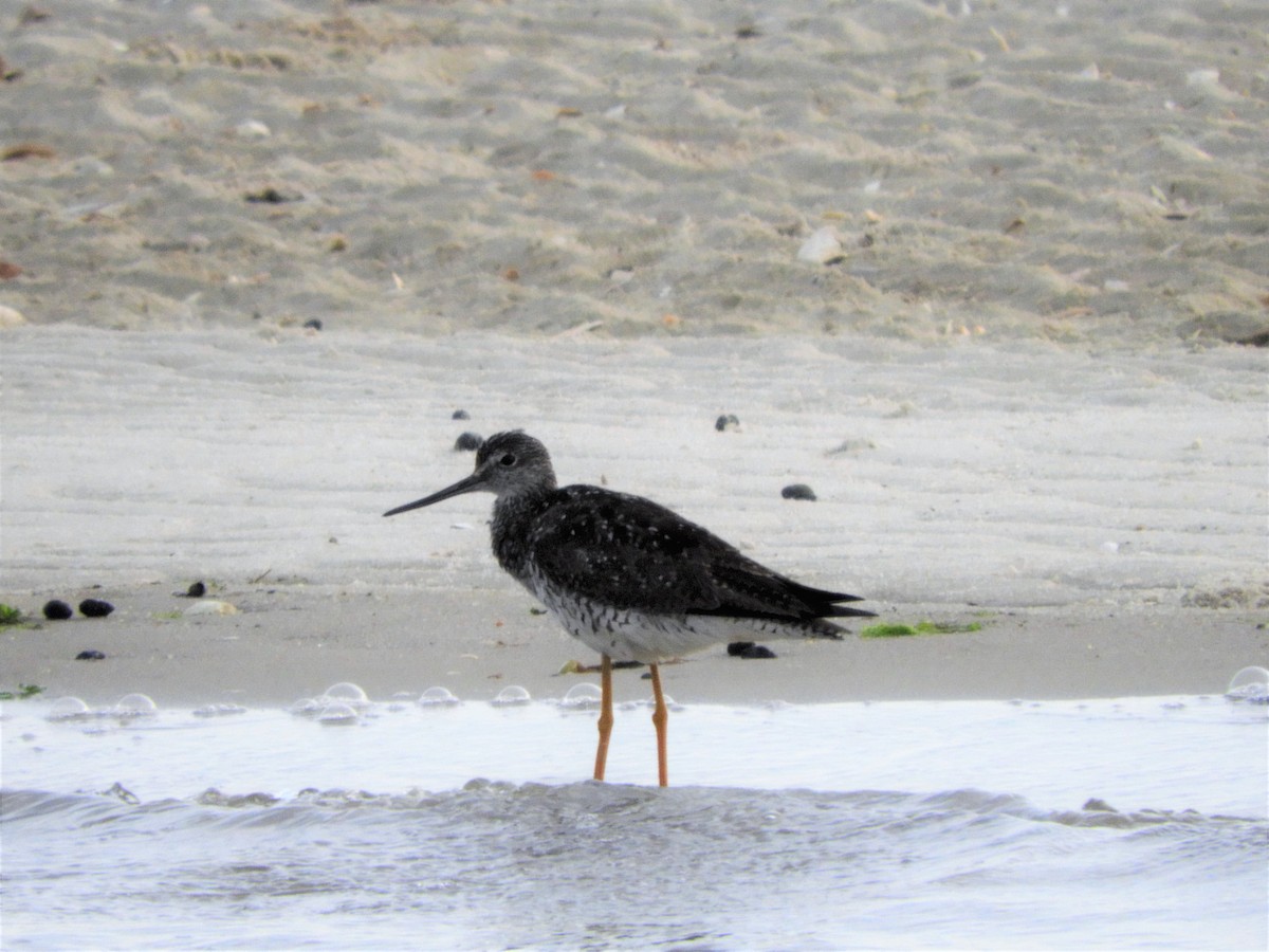 Greater Yellowlegs - ML109005211