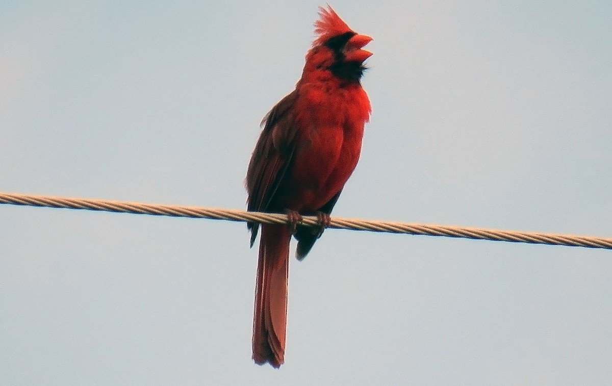 Northern Cardinal - ML109005501