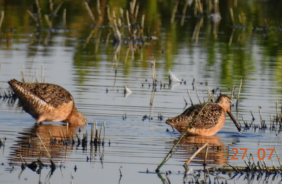 Long-billed Dowitcher - ML109006161