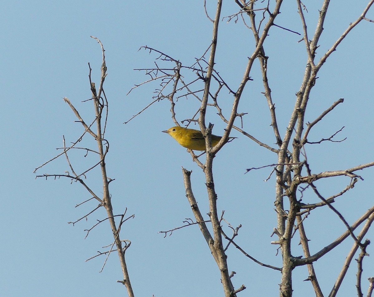 Yellow Warbler - Charles  Crawford