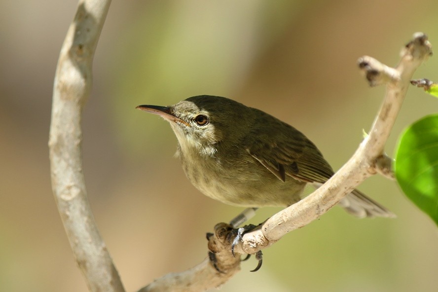 Seychelles Warbler - ML109007241