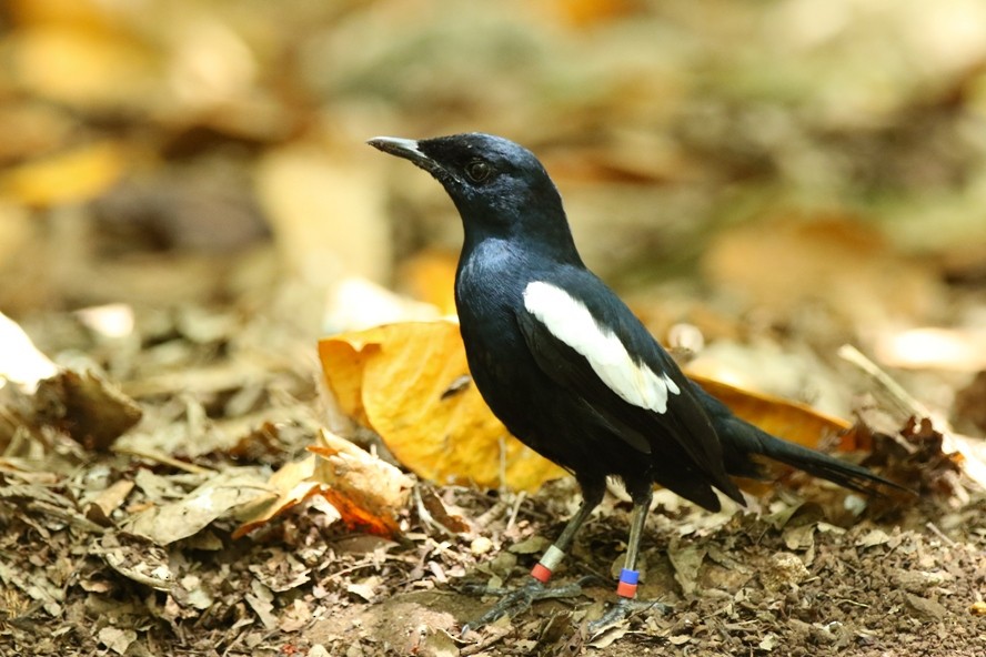 Seychelles Magpie-Robin - ML109007261