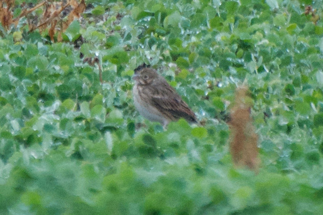 Vesper Sparrow - Marilyn Henry