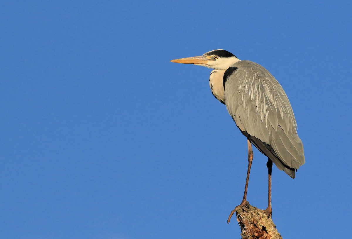 Gray Heron - Patrick MONNEY