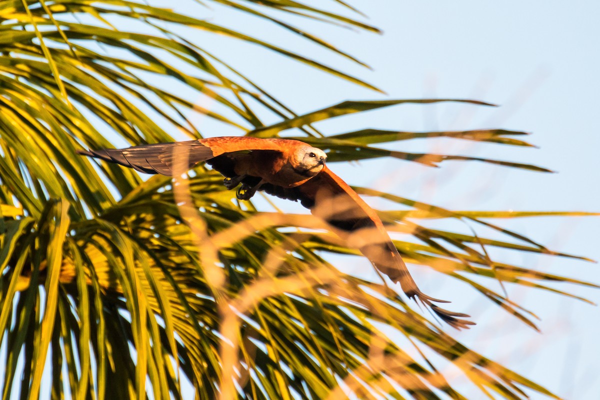 Black-collared Hawk - ML109010641