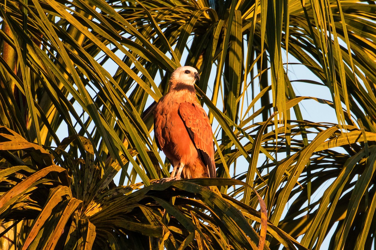 Black-collared Hawk - ML109010651