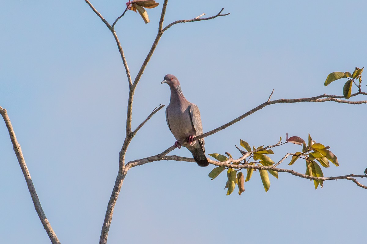 Pigeon picazuro - ML109010721