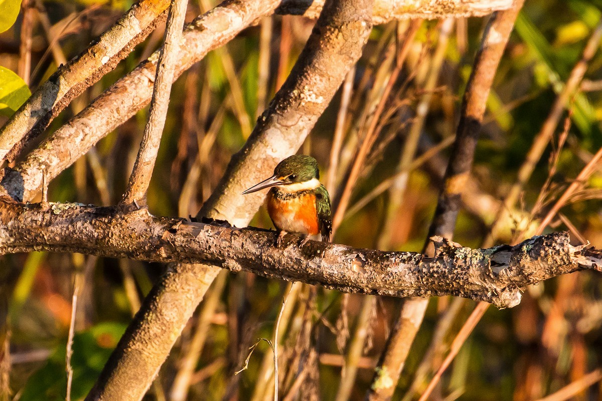 American Pygmy Kingfisher - ML109010801