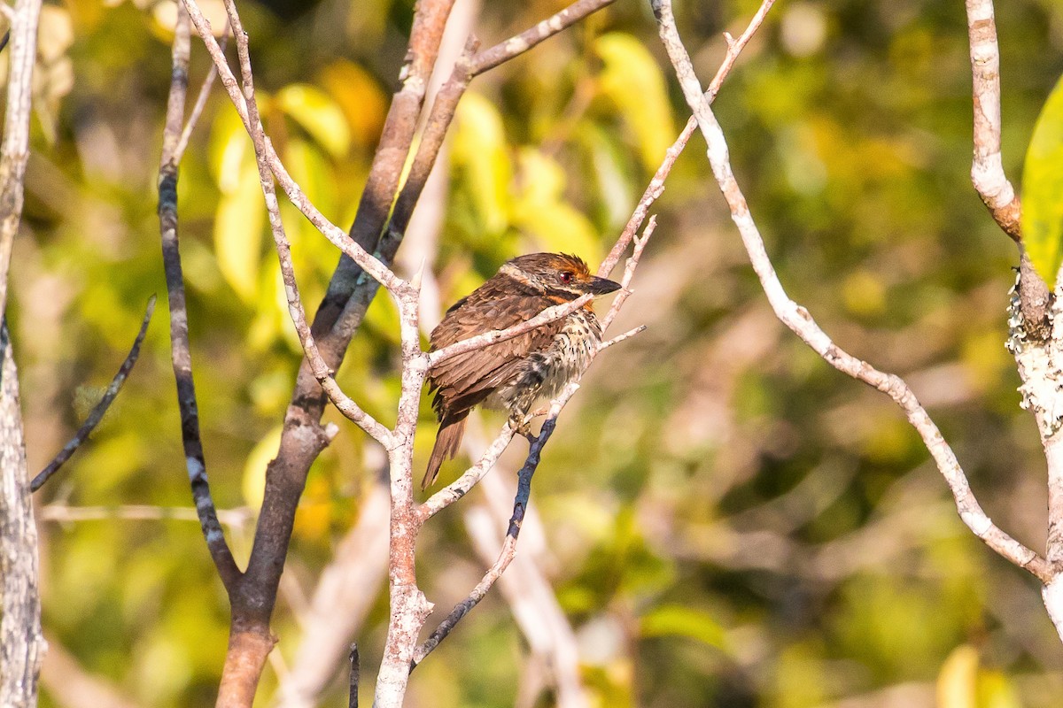 Spotted Puffbird - ML109010831