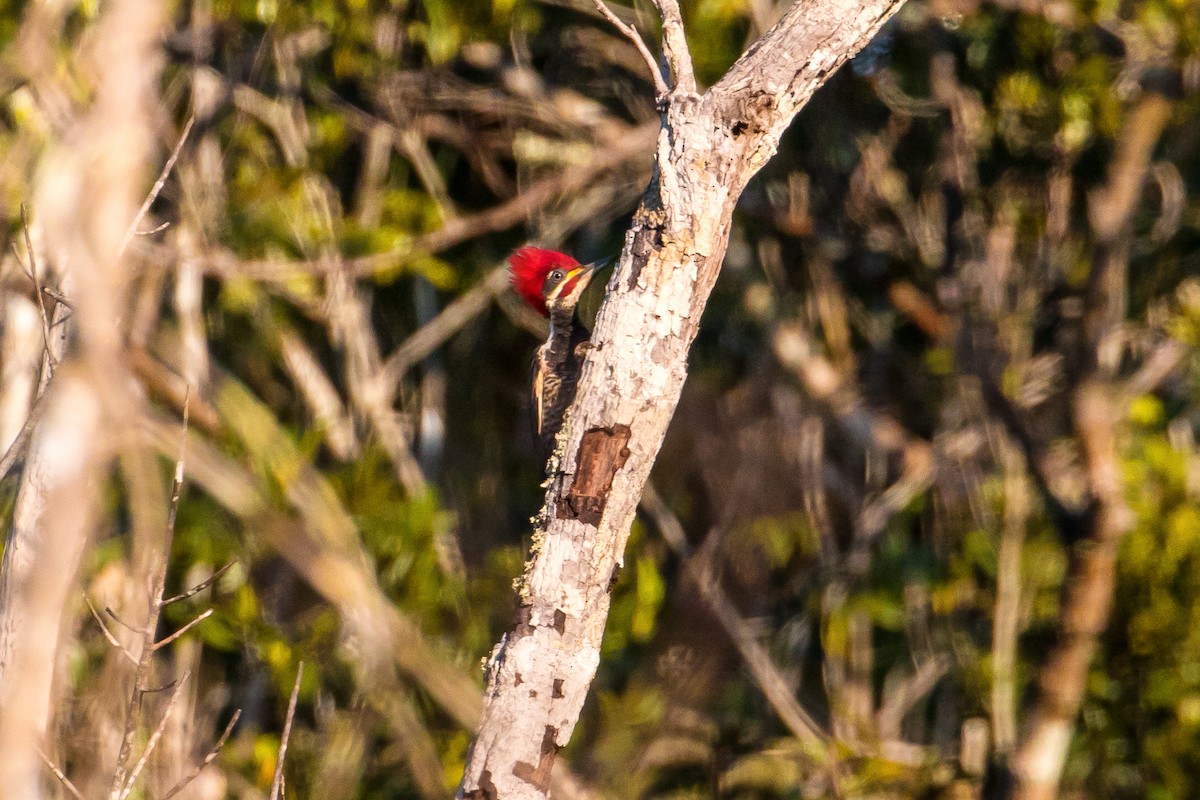 Lineated Woodpecker - ML109010871