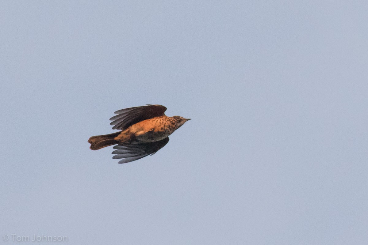 American Robin - ML109010991