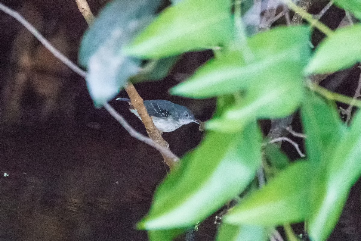 Silvered Antbird - graichen & recer