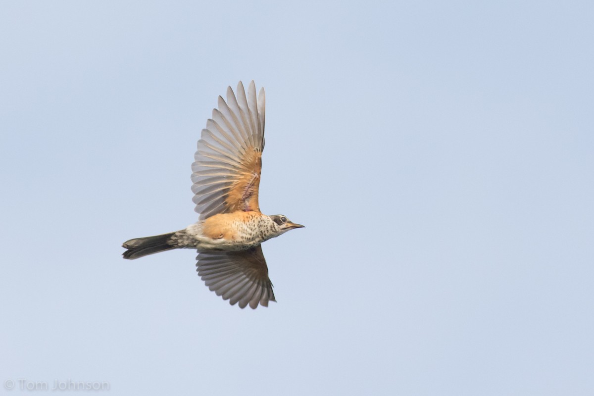 American Robin - ML109011761