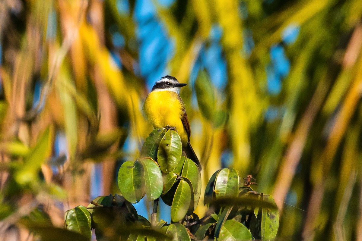 Lesser Kiskadee - graichen & recer