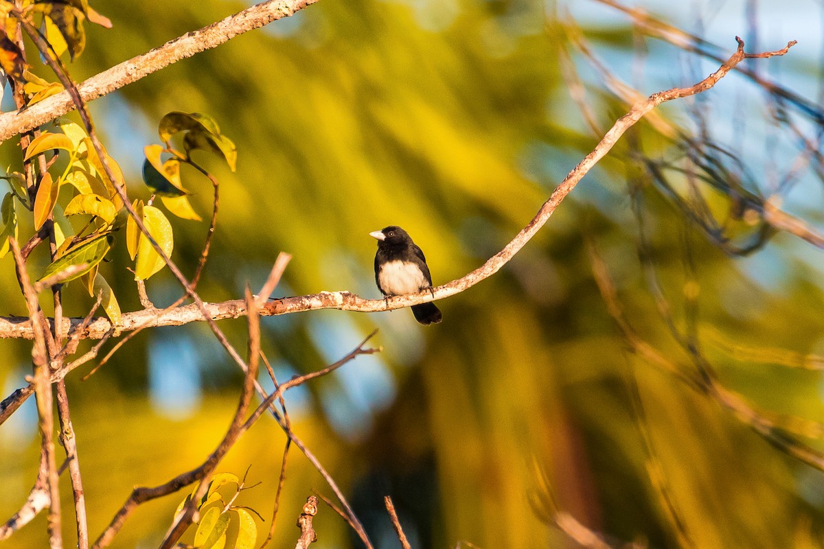 Cone-billed Tanager - graichen & recer