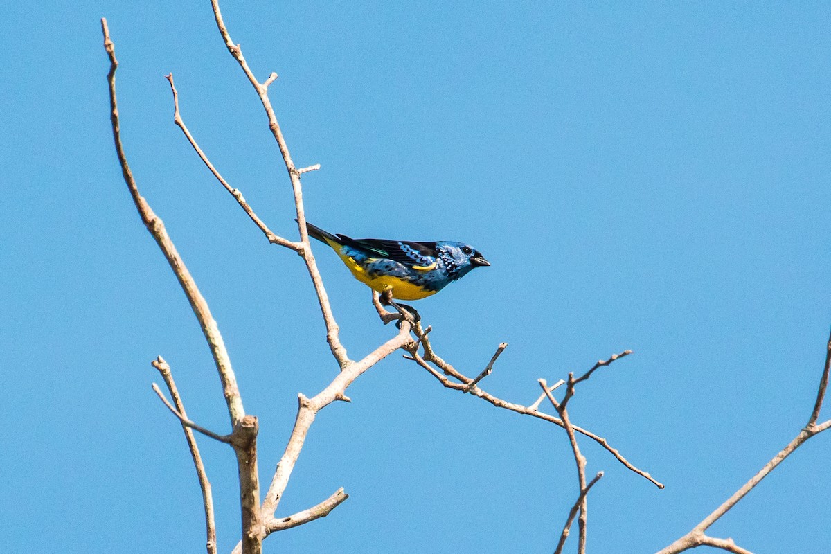 Turquoise Tanager - ML109012121