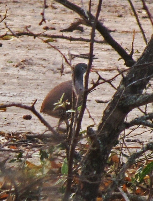 Tinamou tataupa - ML109013141