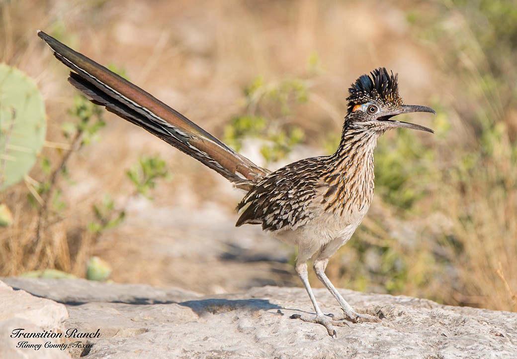 Greater Roadrunner - ML109013381