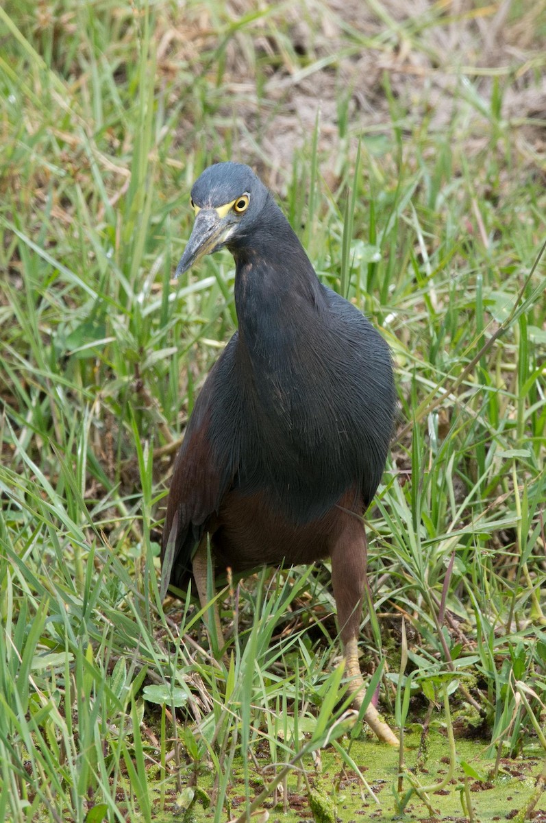 Rufous-bellied Heron - ML109013671