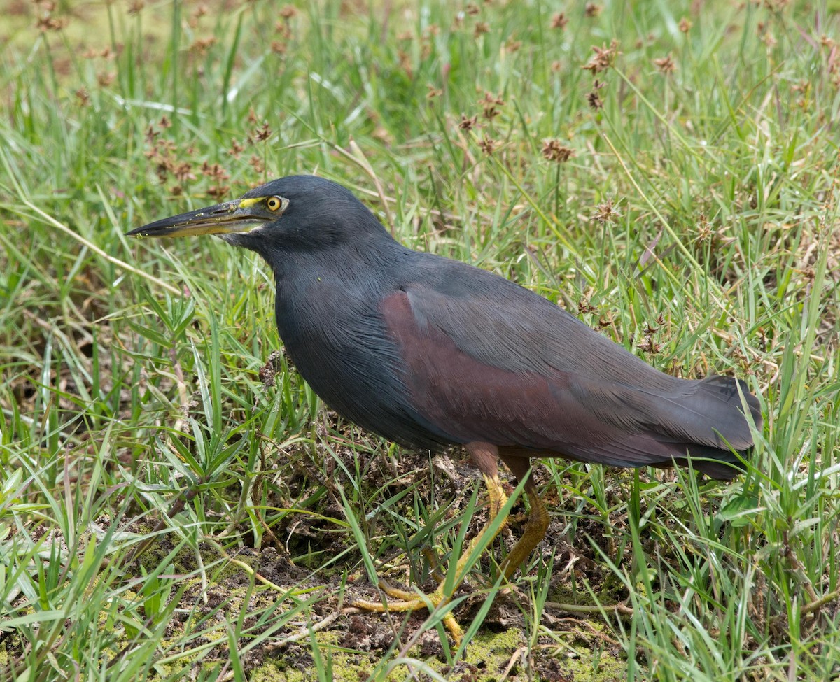 Rufous-bellied Heron - ML109013681