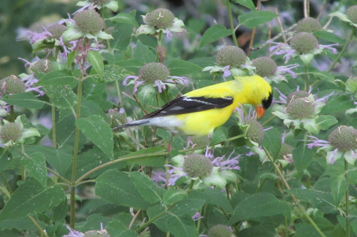 American Goldfinch - ML109015991