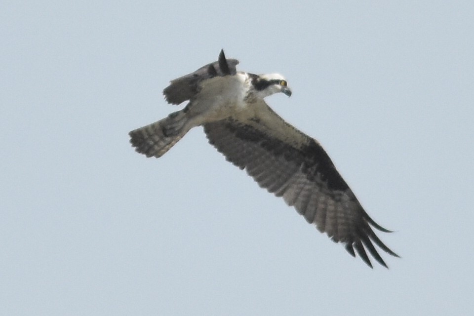Osprey - ML109016151