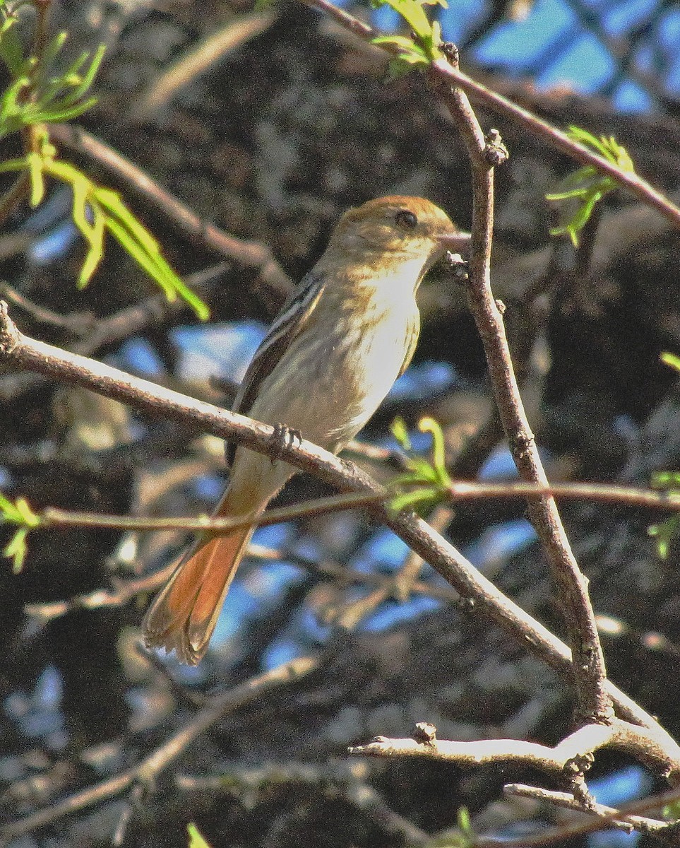 Cinereous Tyrant - ML109017201