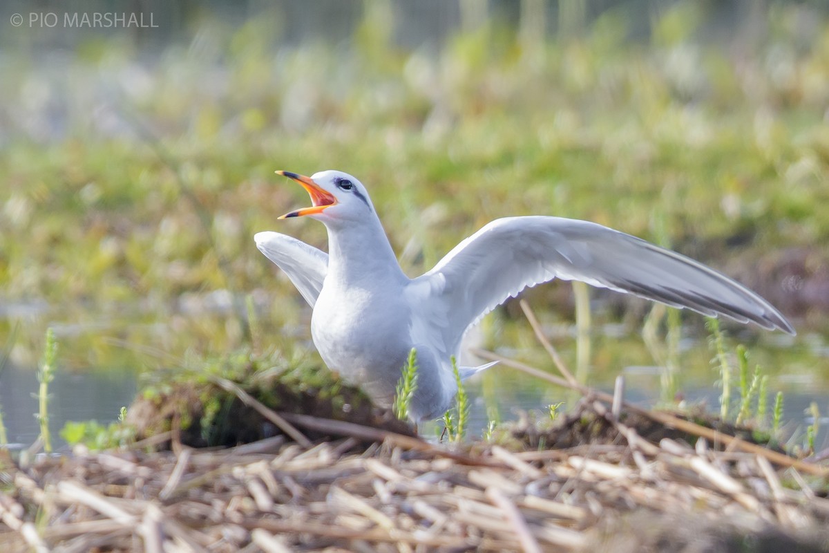 Snowy-crowned Tern - Pio Marshall