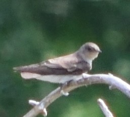 Northern Rough-winged Swallow - ML109019241