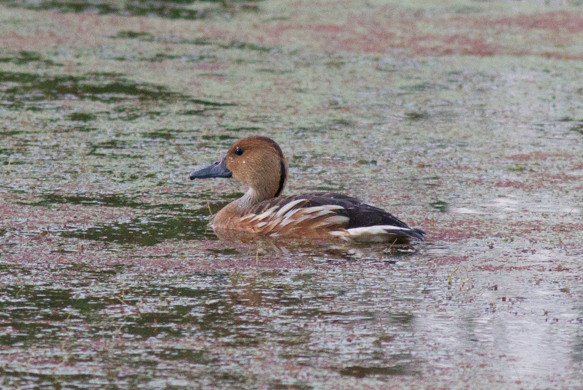 Fulvous Whistling-Duck - Justyn Stahl