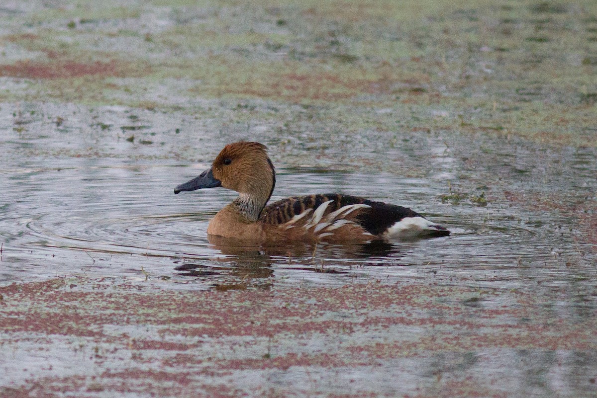 Fulvous Whistling-Duck - ML109022611