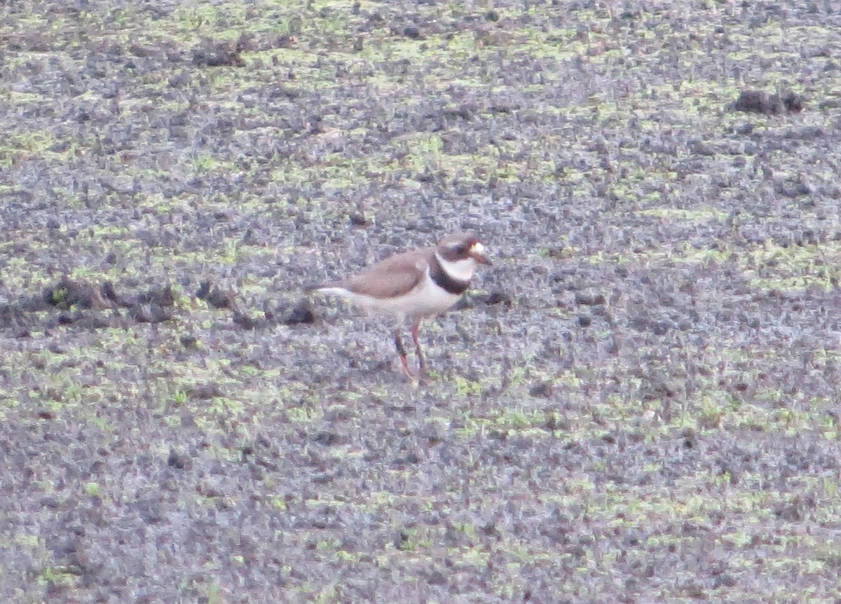 Semipalmated Plover - ML109023571